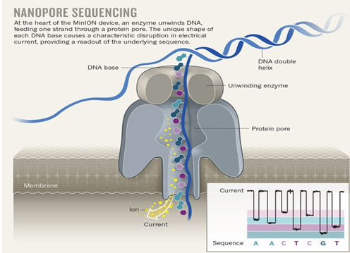 ../_images/nanopore.png